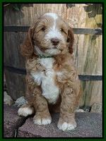 Ashby Grover pups 7 wks old 341