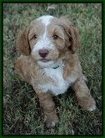 Ashby Grover pups 7 wks old 351