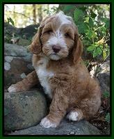 Ashby Grover pups 8 wks old 151