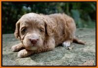 Ashby Grover pups 3 wks old 191