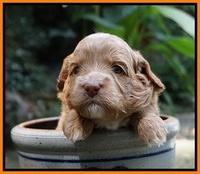 Ashby Grover pups 3 wks old 231