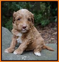 Ashby Grover pups 4 wks old 241