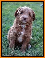 Ashby Grover pups 5 wks old 281