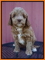 Ashby Grover pups 6 wks old 321