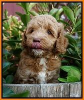 Ashby Grover pups 7 wks old 361