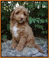 Ashby Grover pups 8 wks old 5182