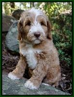 Individual puppy photos