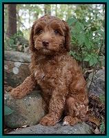 Ashby Grover pups 8 wks old 2182