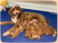 Ashby Grover 2 pups 2 wk old 11
