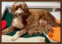 Ashby Grover pups 2 litter newborn