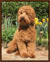 Grover 8 mos old