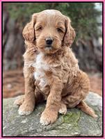 Ashby Grover 2 pups 5 wks old11