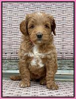 Ashby Grover 2 pups 5 wks old41