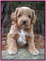 Ashby Grover 2 pups 5 wks old51