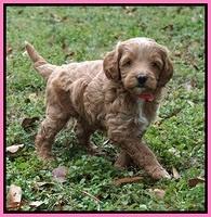 Ashby Grover 2 pups 5 wks old61