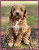 Ashby Grover 2 pups 6 wks old11