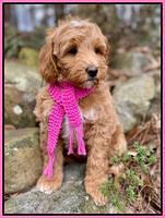 Ashby Grover 2 pups 8 wks old 4112