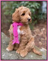 Ashby Grover 2 pups 8 wks old 6112
