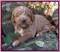 Ashby Grover pups 3 wks old 71