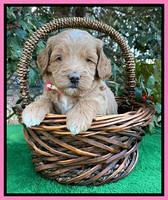 Ashby Grover pups 4 wks old 41