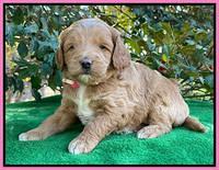 Ashby Grover pups 4 wks old 51