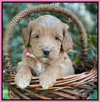 Ashby Grover pups 4 wks old 61