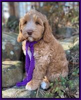 Golden family: LUNA 8 week weight 11 lb 14 oz