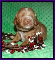 Ashby Grover 2 pups 2 wk old 71