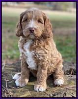 Ashby Grover 2 pups 6 wks old71