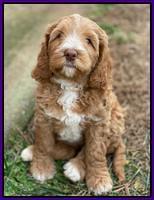 Ashby Grover 2 pups 7 wks old 71