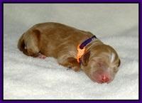 Ashby Grover 2 pups Newborn 21
