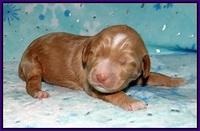 Ashby Grover 2 pups one wk old 101