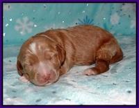 Ashby Grover 2 pups one wk old 21