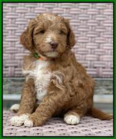 Ashby Grover 2 pups 5 wks old151