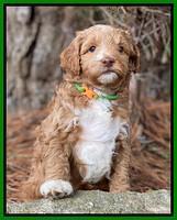 Ashby Grover 2 pups 5 wks old171