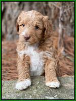 Ashby Grover 2 pups 5 wks old191