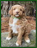 Ashby Grover 2 pups 5 wks old201