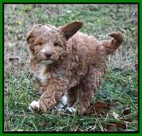 Ashby Grover 2 pups 7 wks old 131