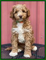 Ashby Grover 2 pups 7 wks old 141