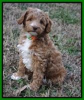 Ashby Grover 2 pups 7 wks old 151