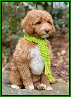 Ashby Grover 2 pups 8 wks old 2112
