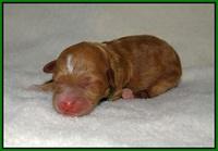 Ashby Grover 2 pups Newborn 31