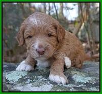 Ashby Grover pups 3 wks old 211