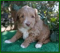 Ashby Grover pups 4 wks old 141