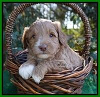 Ashby Grover pups 4 wks old 151