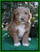 Ashby Grover pups 4 wks old 161