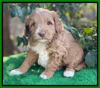 Ashby Grover pups 4 wks old 191
