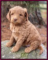 Ashby Grover 2 pups 5 wks old241