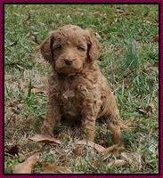 Ashby Grover 2 pups 5 wks old251