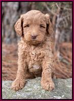 Ashby Grover 2 pups 5 wks old261